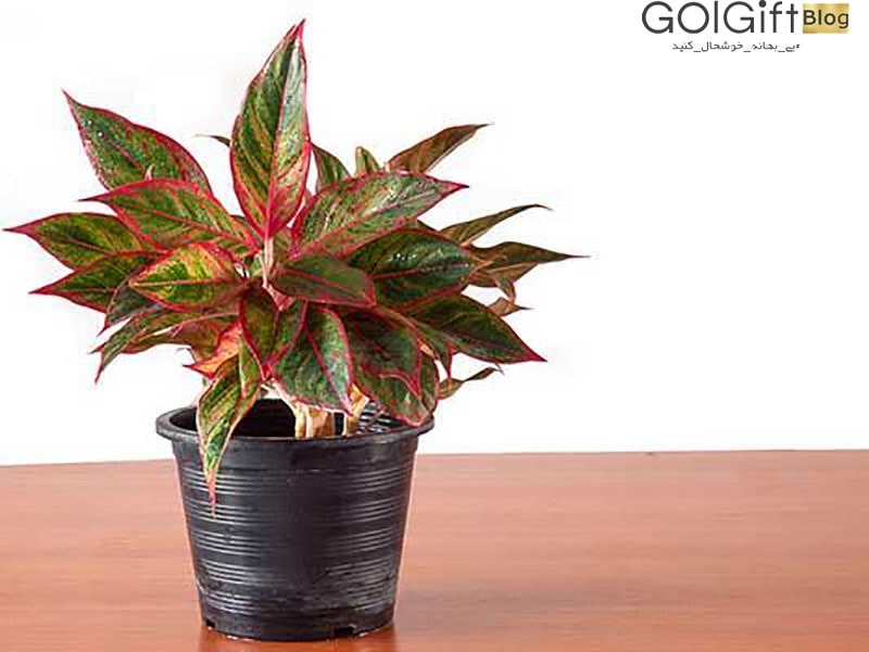 گیاه آگلونما گیاه آگلونما