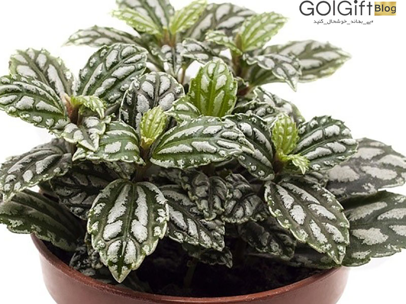 گیاه پلیه ا گیاه پلیه ا